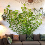 Fästklämmor För Växter™